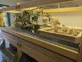 Пъдпъдъчи яйца за консумация или инкубация, снимка 6