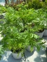 Sambucus “Golden Tower” , снимка 2