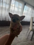 Чихуахуа, снимка 1