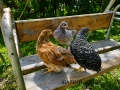 Продавам Шарени /Селски/ пилета , снимка 2