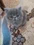 Продавам персийски женски котета, снимка 9