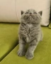 Британска късокосместа котка / British shorthair cat, снимка 4