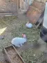 продавам калифорнийски зайци, снимка 12