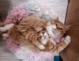 Персийски котета, снимка 1