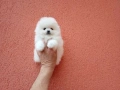 Бяло момченце. Померан. Снимки от днес!, снимка 5