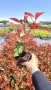Фотиния Ред Робин, Photinia fr. Red Robin, снимка 13
