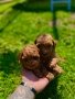 Пудел той Puddle toy, снимка 1