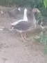 Продавам гъски сиви, снимка 2