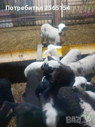 Агнета за Гергьовден, снимка 3 - Овце - 53972598