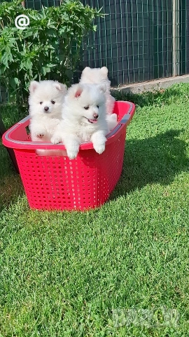 Померан померани Гр. София, снимка 13 - Померан - 54699802
