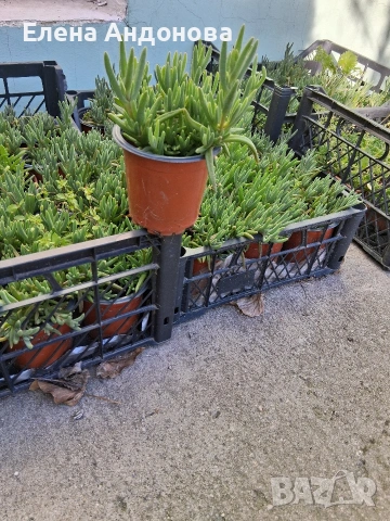 Лилава делосперма , снимка 2 - Разсади - 54362048