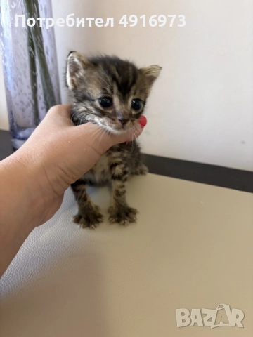 Подарявам котенца