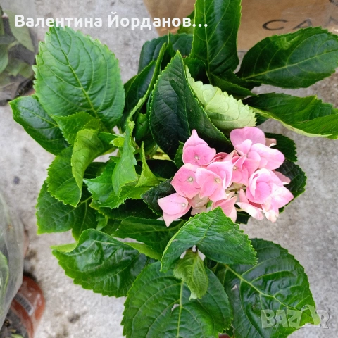 хортензия , снимка 4 - Градински цветя и растения - 54333873