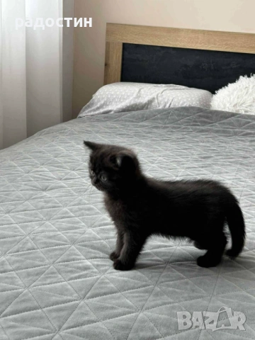 Малки шотландски котенца 