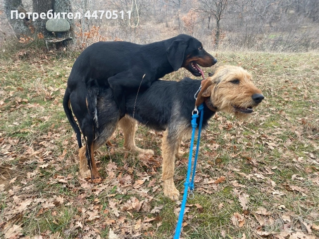 Ловни кучета, снимка 8 - Гонче - 54316867