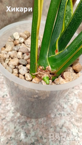 Сансевиера - Sansevieria , снимка 2 - Стайни растения - 54798859