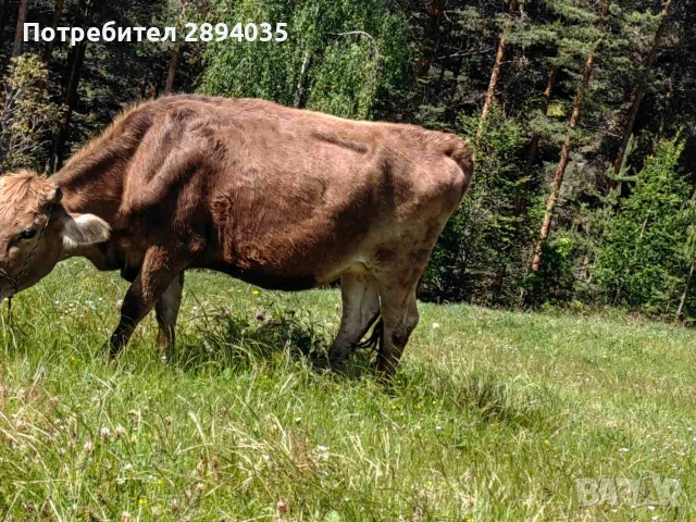 заплодени юнички , снимка 2 - Крави - 54847173