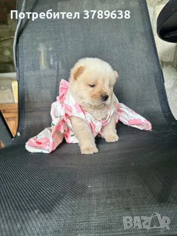 Чау - Чау  💙🐾🐶 Най-пухкавите Чау Чау бебета очакват своите нови семейства , Много скоро 🎉🪭❤️✨🐾🥰🐩➡️⤵️, снимка 4 - Чау Чау - 55342819