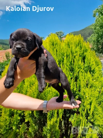 продавам кученца кане корсо 