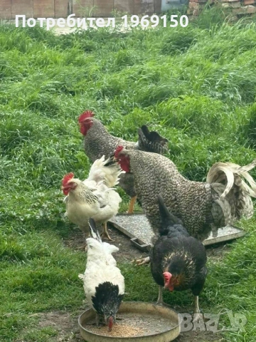 Продавам домашни яйца 