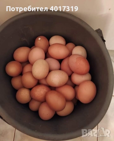 продавам кокошки носачки., снимка 2 - Кокошки и пуйки - 53995485