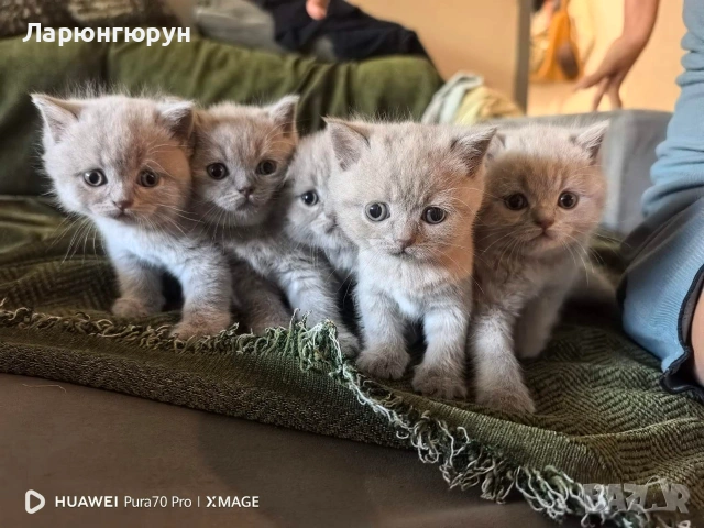 британски късокосмести Лилави 