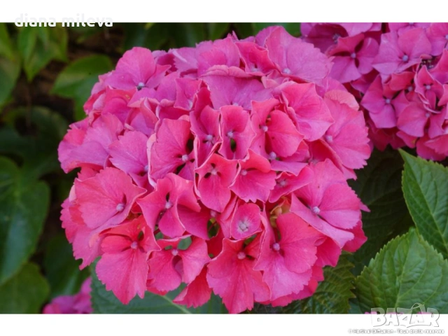 Хортензия Сибила, Hydrangea macrophylla Sibilla за сянка!!, снимка 3 - Градински цветя и растения - 54722792