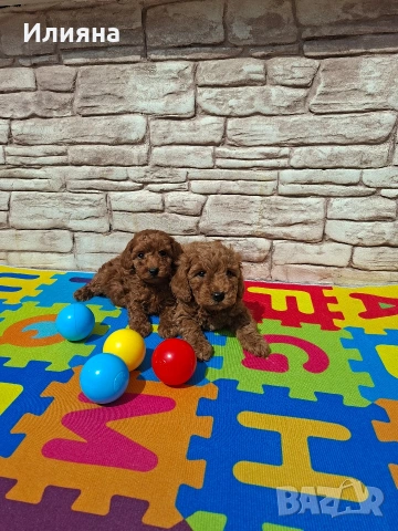 Пудел той момчета , снимка 4 - Пудели - 54180136