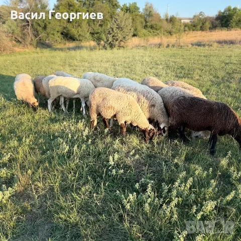 Продавам Овце/Шилета -  цена 200-250 евро, снимка 2 - Овце - 55467098