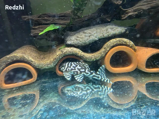 L236 pleco - 3+ см