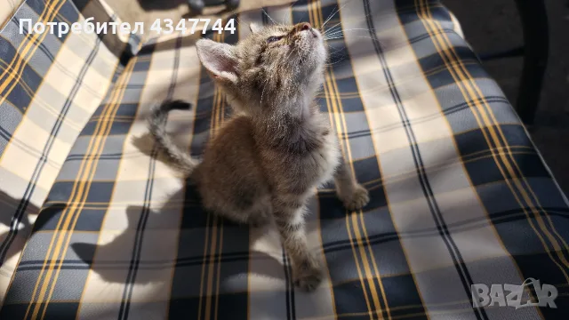 Подарява се малко мъжко коте. , снимка 8 - Други - 55689413