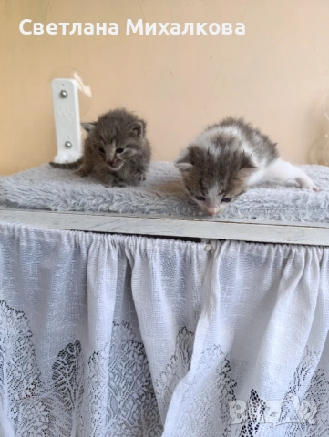 Подарявам две малки котенца , снимка 5 - Други - 54750808