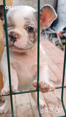 Френски булдог мерле,момче., снимка 9 - Френски булдог - 53925342