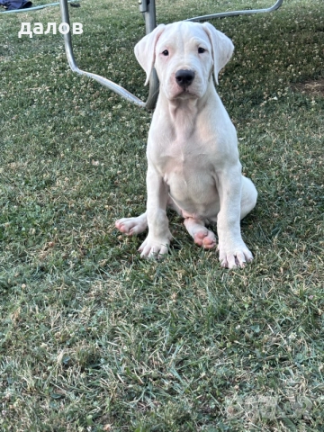 Дого Аржентино / Dogo argentino 