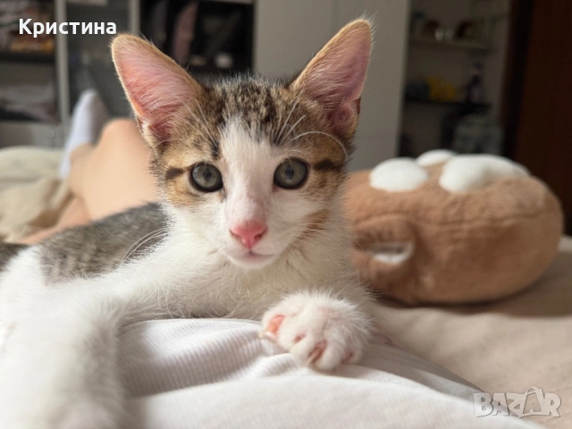 Котенца си търсят дом!, снимка 2 - Други - 54367329