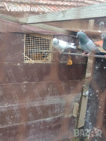 Има Бодан шанан Раде Матик кинчати 30 евро за бройка 