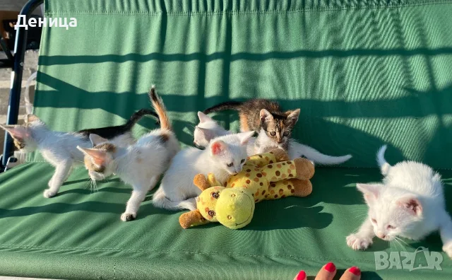 Подарявам котенца, снимка 2 - Други - 55609523