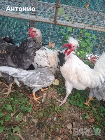 Продавам млади и много красиви петли. 