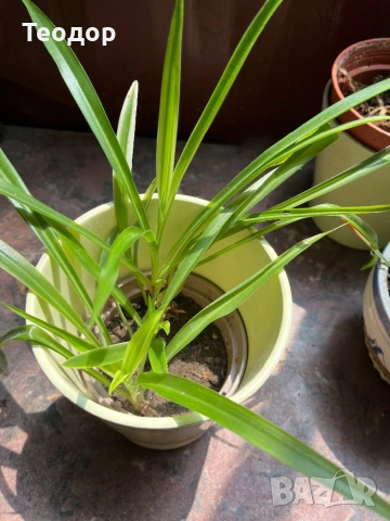 Зелена лилия (ribbon plant), снимка 2 - Стайни растения - 54837834