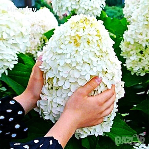 Хортензия „Полярна мечка“, снимка 5 - Градински цветя и растения - 54678180