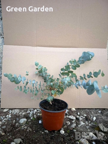 Евкалипт студоустойчив, снимка 2 - Градински цветя и растения - 54259337