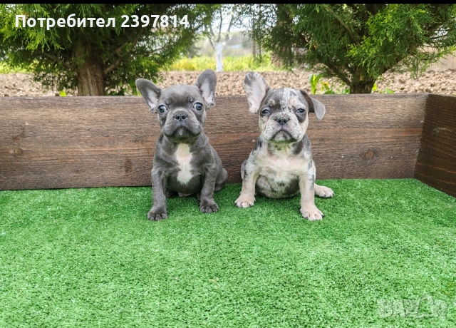 Френски булдог 