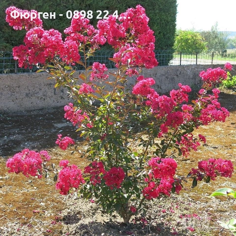 Лагерстремия -индийски люляк Червен, снимка 2 - Разсади - 55073993