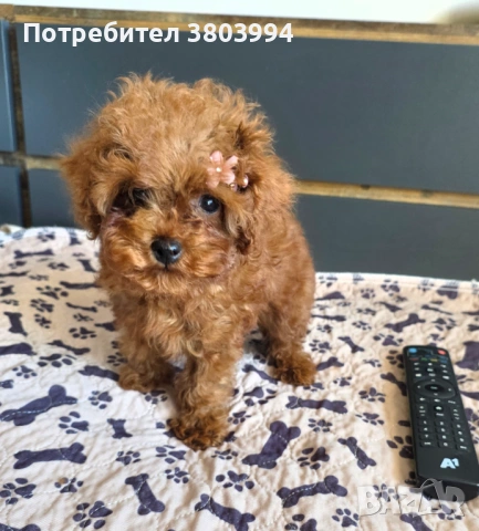 Уникално момиченце Той / Тйи къп пуделче