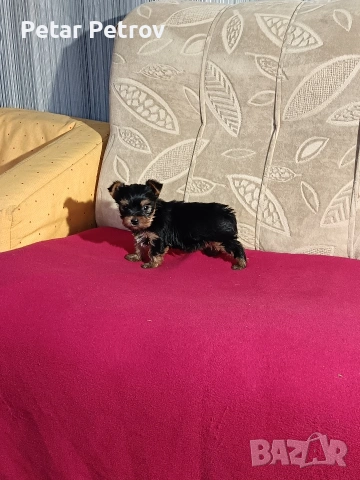 Йоркширски териер мини , снимка 10 - Йоркширски териер - 53883069