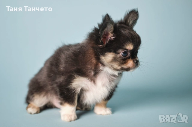 Чихуахуа Възможност за доставка , снимка 2 - Чихуахуа - 53994420