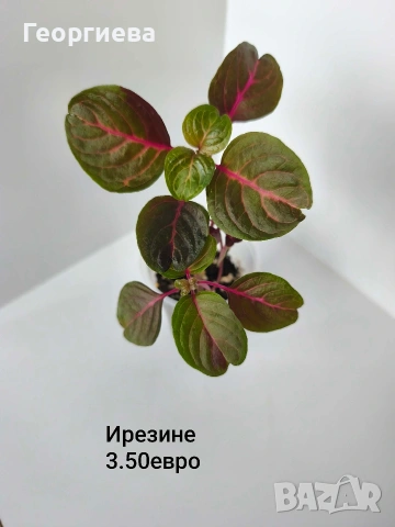 ирезине