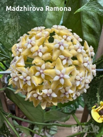 Hoya Хоя Coriacea Silver 