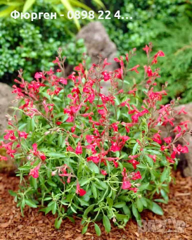 Салвия (Salvia greggii) 'Lipstick', снимка 3 - Разсади - 55344482