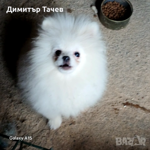 Мъжки померан мини, снимка 2 - Померан - 54746529